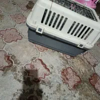 باکس سگ