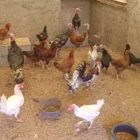 بوقلمون/تاقچه مرغ|حیوانات مزرعه|مشهد, بهمن|دیوار