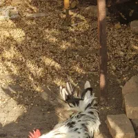 خروس گلین|حیوانات مزرعه|اردکان, |دیوار