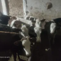 شراکت  گاو گوساله