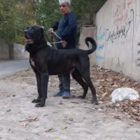 سگ سراب و پژدر ، انواع خارجی|سگ|تهران, مهرآباد|دیوار