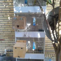 قفس مرغ عشق|لوازم جانبی حیوانات|بندرعباس, |دیوار