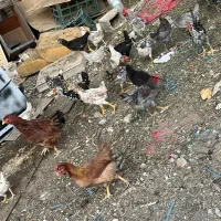 جوجه خروس گلین|حیوانات مزرعه|تهران, شهرک ابوذر|دیوار