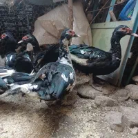 اردک اسراییلی نر و ماده