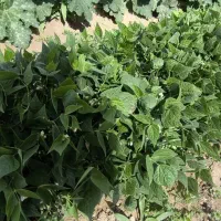 بذر لوبیا سبز سان ری کشتزار