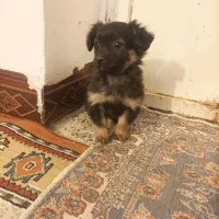 سگ نر واگذار ی