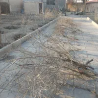 باغبانی با باغدار با تجربه ،علم روز و دادن برنامه