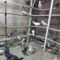 فروش بیله کفتر|پرنده|اردکان, |دیوار