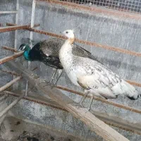 طاووس نروماده