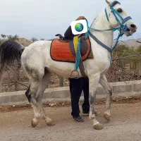 نریون ۶ سال سواری دار