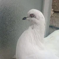 کبوتر نر و ماده|پرنده|پارس‌آباد, |دیوار