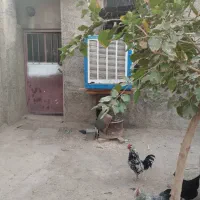 مرغ جوجه گلین|حیوانات مزرعه|پاکدشت, پاکدشت (مامازند)|دیوار