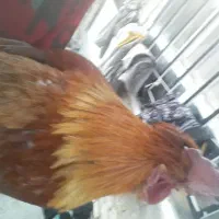 خروس|حیوانات مزرعه|قوچان, |دیوار