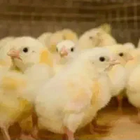 جوجه یکروز کوشتی راس ۳۰۸