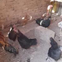 مرغ رو خروس محلی رسمی