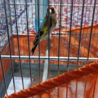 سهره جفتی قناری