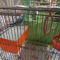 عروس هلندی و مرغ عشق|پرنده|دزفول, |دیوار