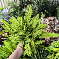 گل وگیاه دختر گلفروش