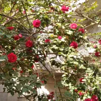 خانه-60-متری-ویلایی