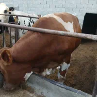 گوساله سیمینتال چاق