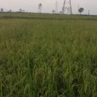 برنج فجر|خوردنی و آشامیدنی|آمل, |دیوار