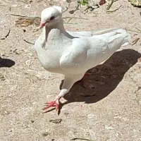 کبوتر مفت