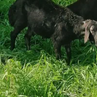 گوسفند|حیوانات مزرعه|رامیان, |دیوار