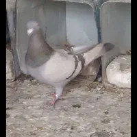 کفتر|پرنده|بشاریات, |دیوار