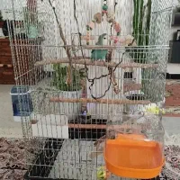 طوطی برزیلی|پرنده|سقز, |دیوار