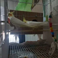 عروس هلندی شرط مولد