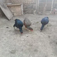 چهار عدد لاری