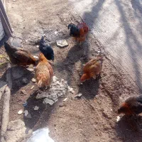 مرغ وخروس جوان