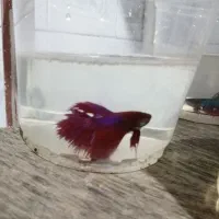 ماهی،فایتر، گوپی