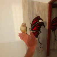 گرینچیک دستی|پرنده|شهر بابک, |دیوار