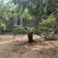 فروش کارخانه برنجکوبی|فروش دفتر صنعتی، کشاورزی، تجاری|تولم شهر, |دیوار