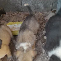 توله قهدریجانی