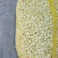 فروش پیاز غده