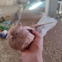 کبوتر