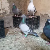 چاپی|پرنده|خرمشهر, |دیوار