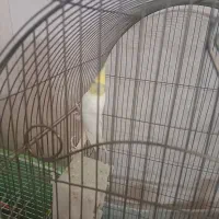 عروس هلندی لوتینو سخنگو معاوضه باکبوتر و کوتوله نر|پرنده|مشهد, خواجه ربیع|دیوار