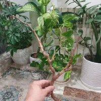 قفس ۱۰۳۲ طوطی سانان|لوازم جانبی حیوانات|تهران, جنت‌آباد شمالی|دیوار