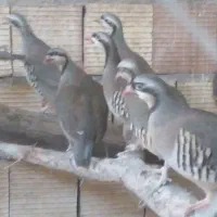 پرنده زینتی|پرنده|اسفراین, |دیوار