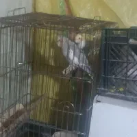 5جفت عروس با قفس تخم