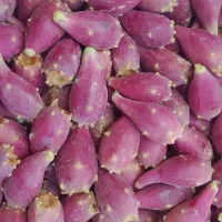 میوه کاکتوس اپونتیا|حراج|تهران, بوستان ولایت|دیوار