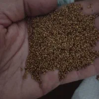 بذر یونجه مارال تضمینی