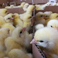 جوجه گوشتی نژاد راس|حیوانات مزرعه|تنکابن, |دیوار