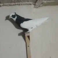 کبوتر  طوقی    زرقان|پرنده|شیراز, رکنآباد|دیوار