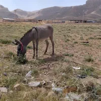 الاغ ماده گله ای