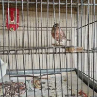 سینه سرخ قناری