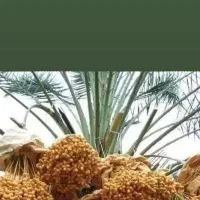 تعدادی دمیت قصب درجه یک در منطقه سعدآباد